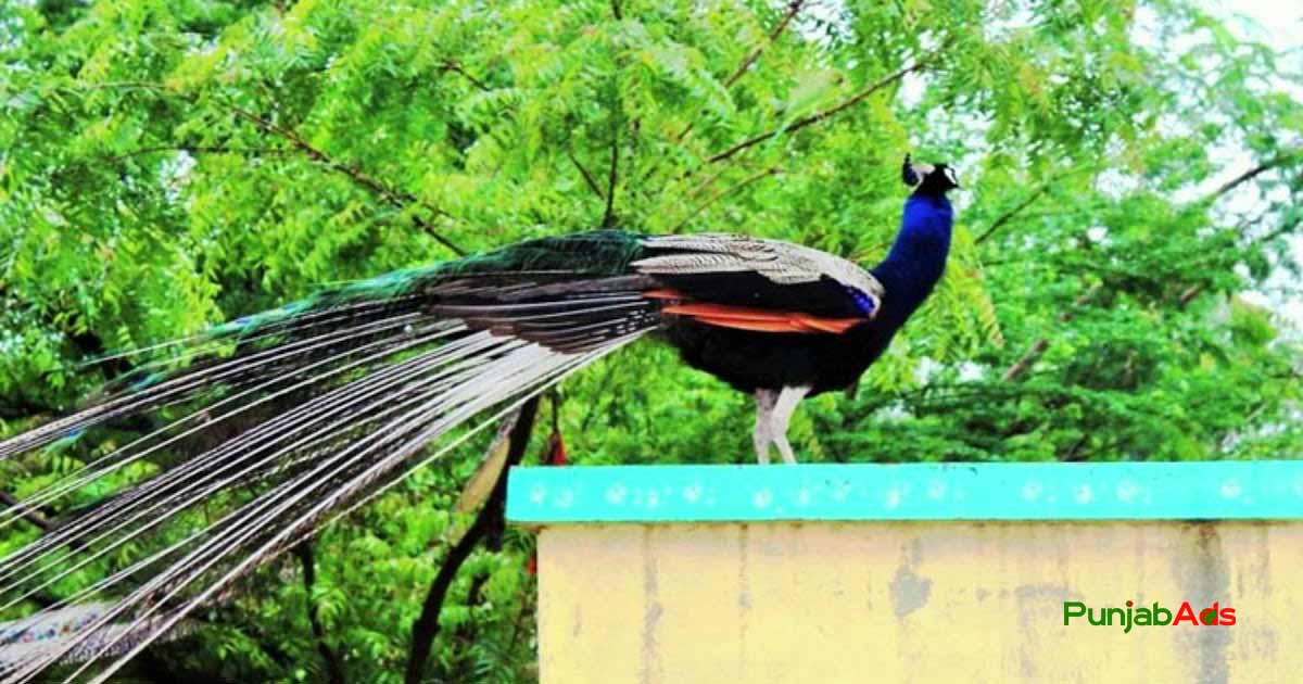 Top 10 Parks in Mithi